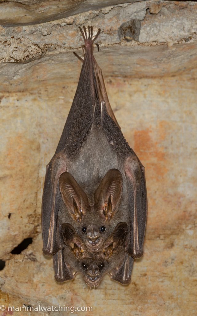 Lesser False Vampire Bat — Borneo wildlife, book, free download, jungle tour, mammal, Borneo mammal tour
