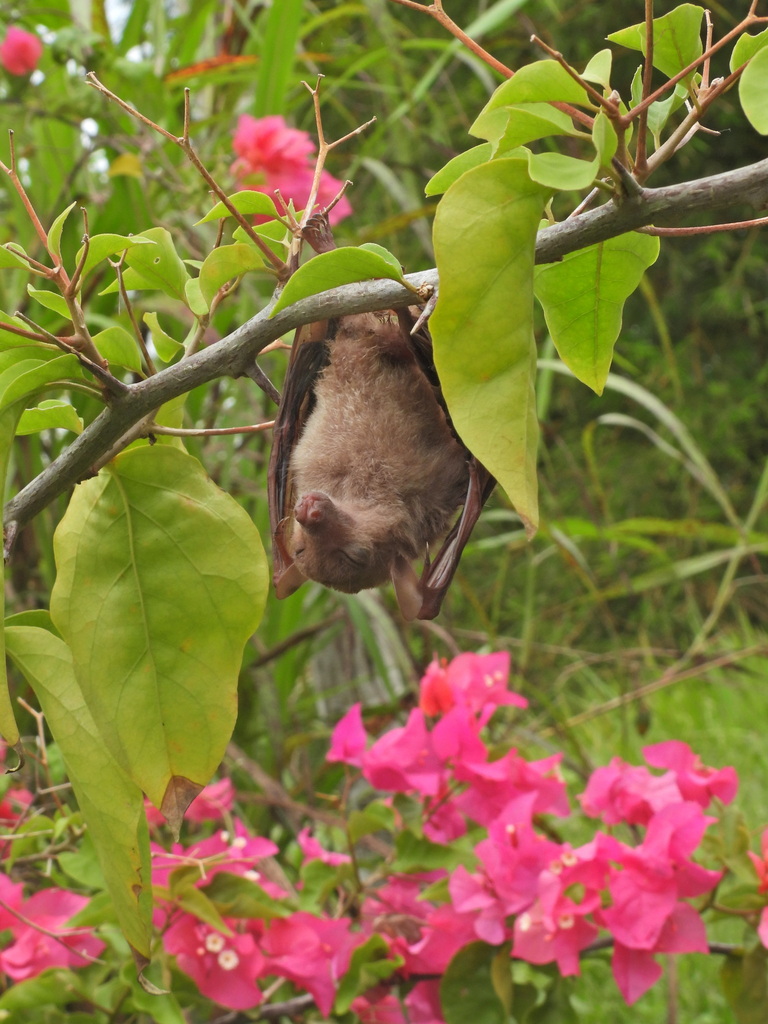 Lesser Long-tongued Nectar Bat — Borneo wildlife, book, free download, jungle tour, mammal, Borneo mammal tour