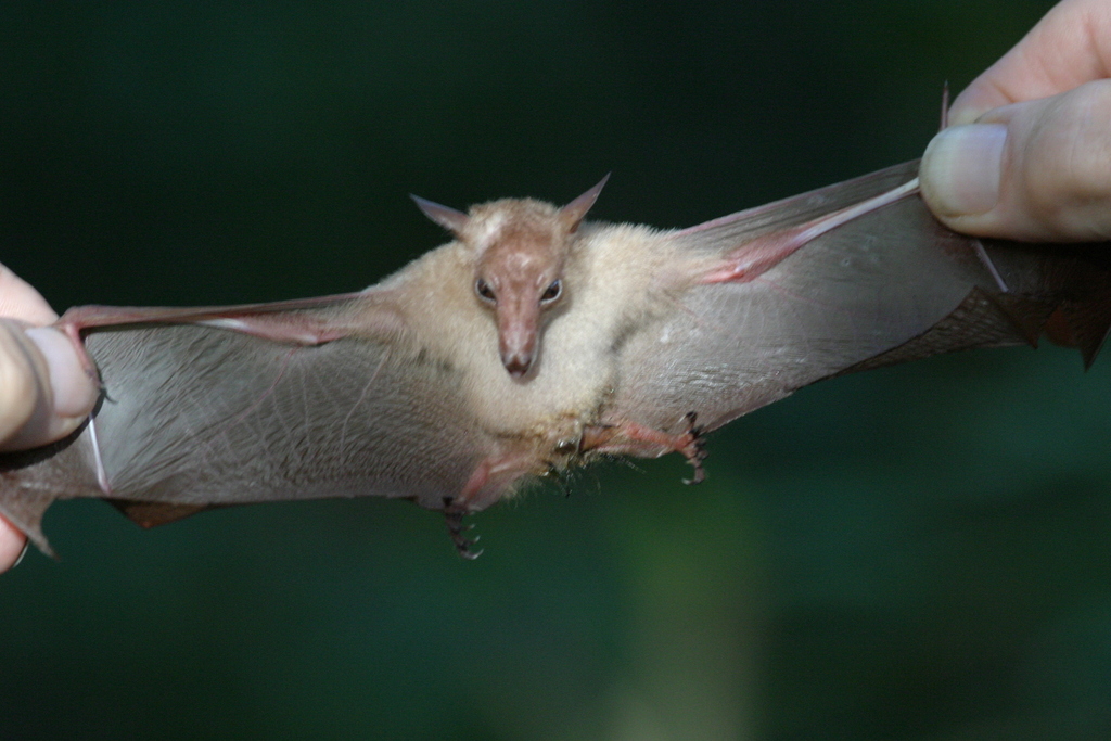Lesser Long-tongued Nectar Bat — Borneo wildlife, book, free download, jungle tour, mammal, Borneo mammal tour
