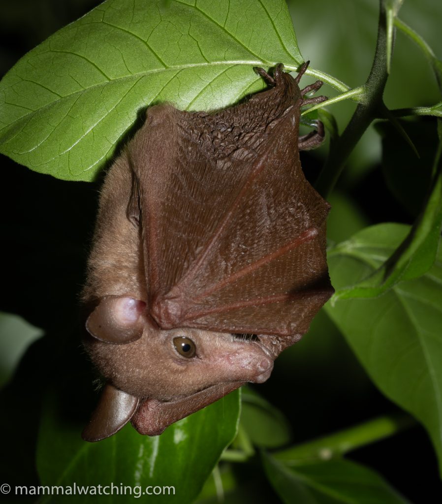 Lesser Long-tongued Nectar Bat — Borneo wildlife, book, free download, jungle tour, mammal, Borneo mammal tour