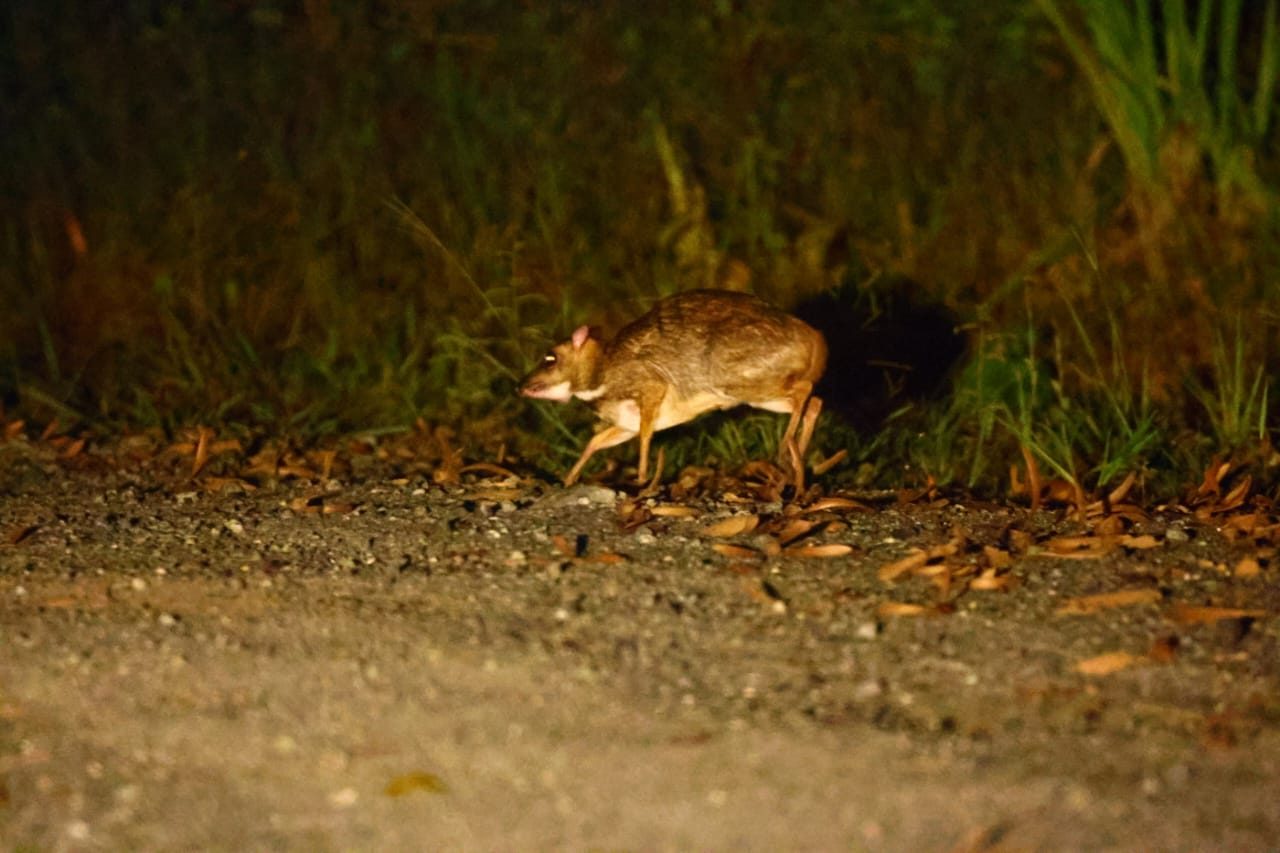 Lesser Mouse-deer — Borneo wildlife, book, free download, jungle tour, mammal, Borneo mammal tour