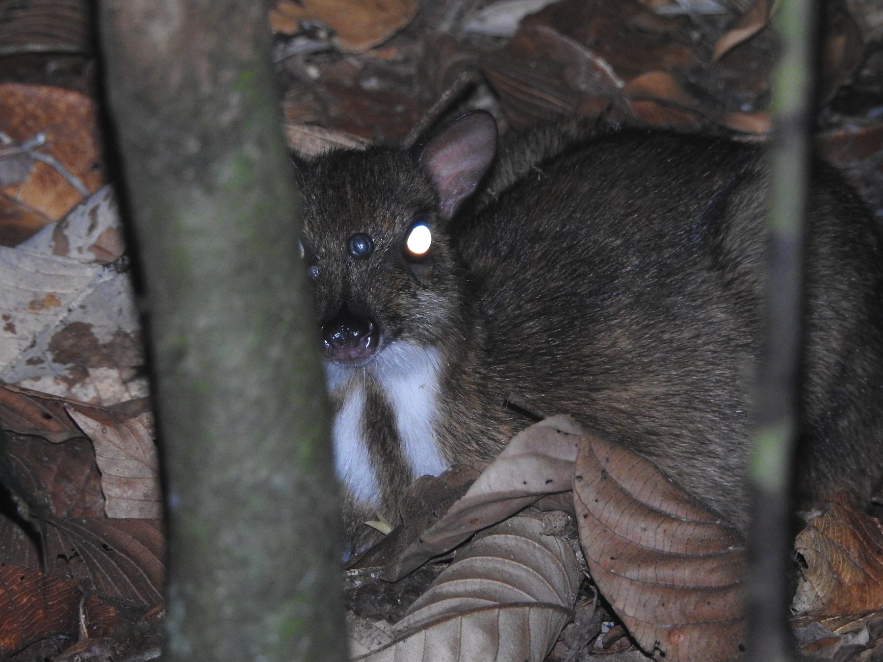 Lesser Mouse-deer — Borneo wildlife, book, free download, jungle tour, mammal, Borneo mammal tour