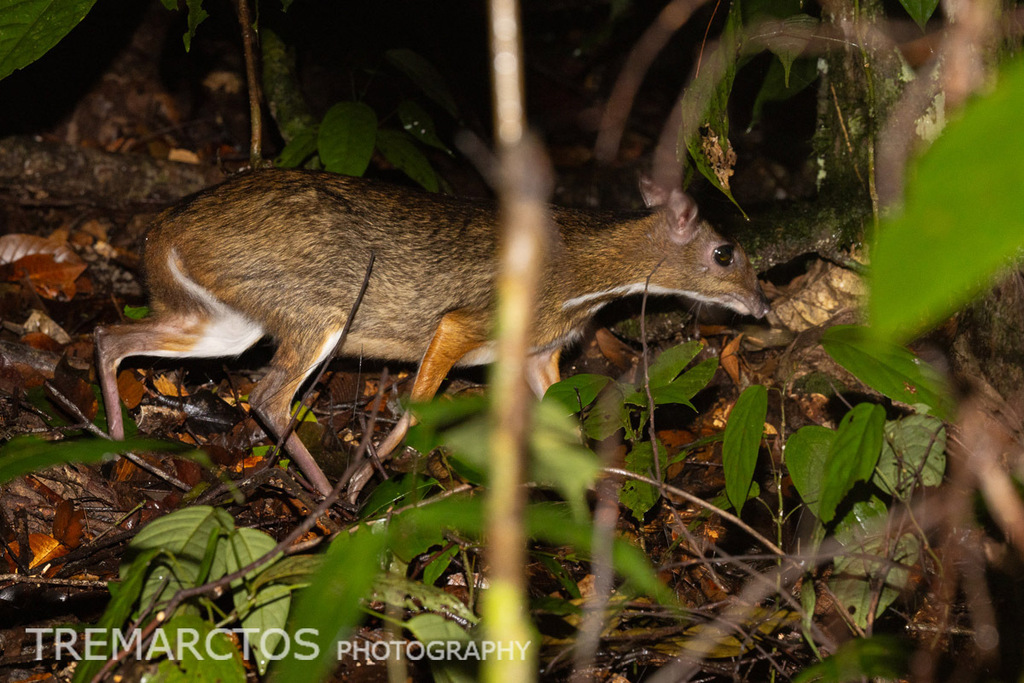 Lesser Mouse-deer — Borneo wildlife, book, free download, jungle tour, mammal, Borneo mammal tour