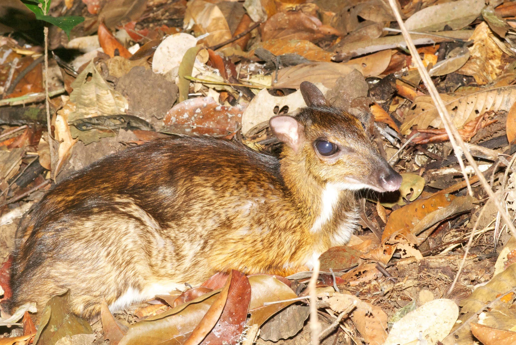 Lesser Mouse-deer — Borneo wildlife, book, free download, jungle tour, mammal, Borneo mammal tour