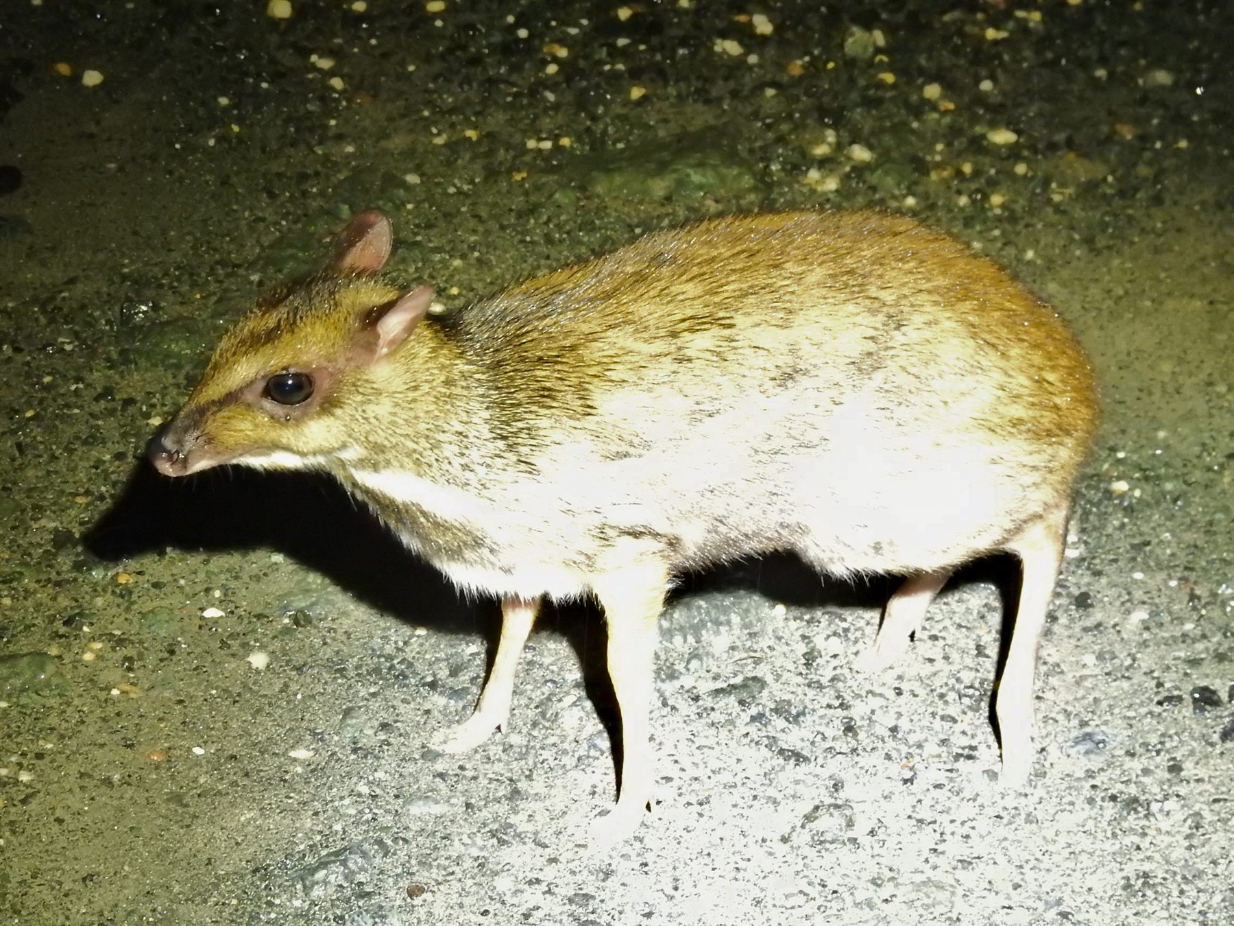 Lesser Mouse-deer — Borneo wildlife, book, free download, jungle tour, mammal, Borneo mammal tour