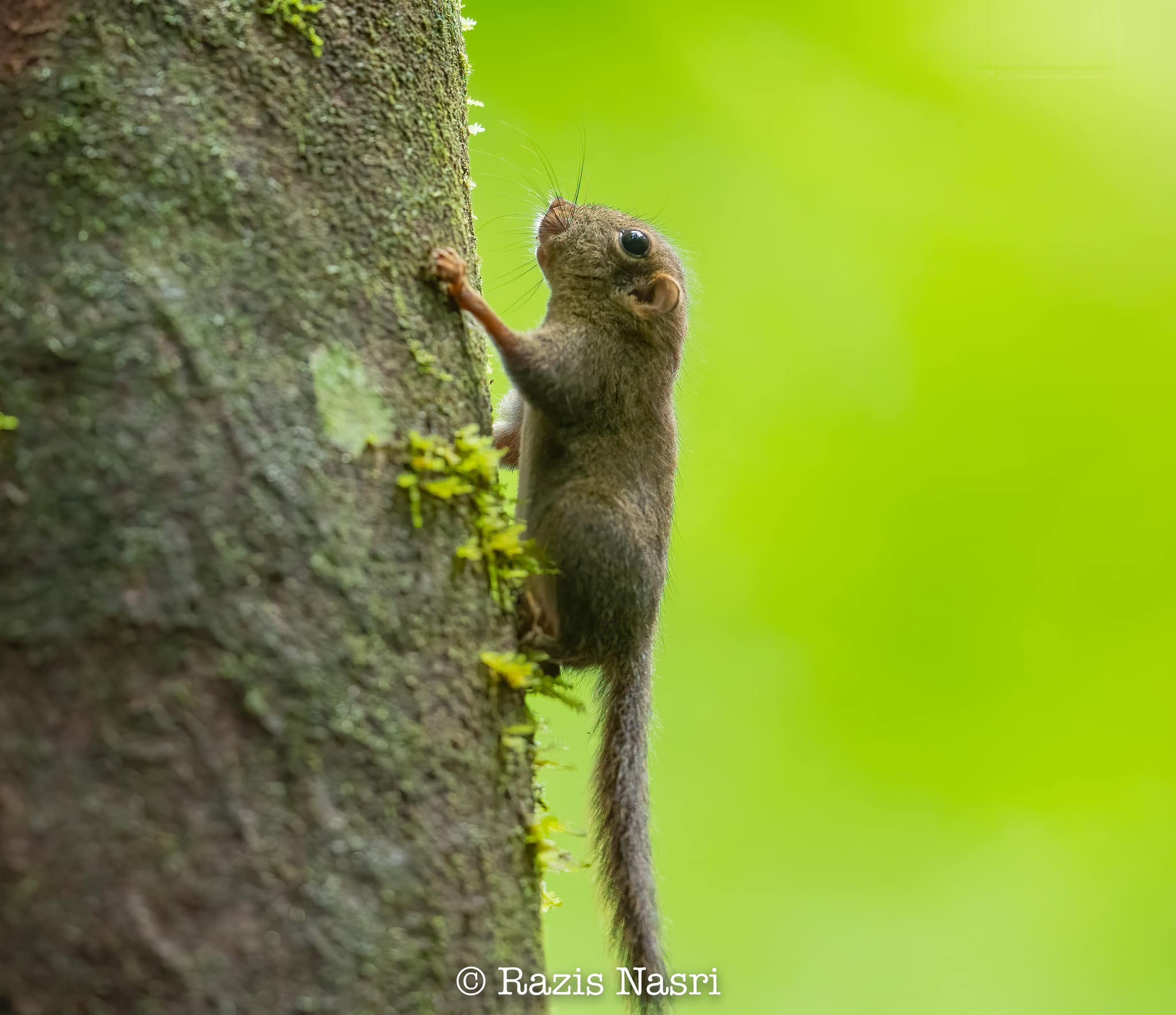 Lesser Pygmy Flying Squirrel — Borneo wildlife, book, free download, jungle tour, mammal, Borneo mammal tour