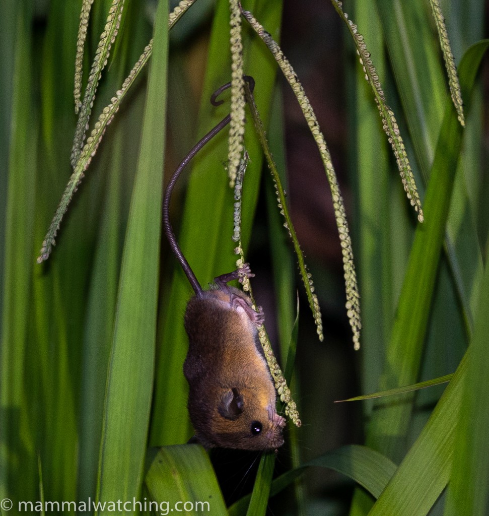 Lesser Ranee Mouse — Borneo wildlife, book, free download, jungle tour, mammal, Borneo mammal tour