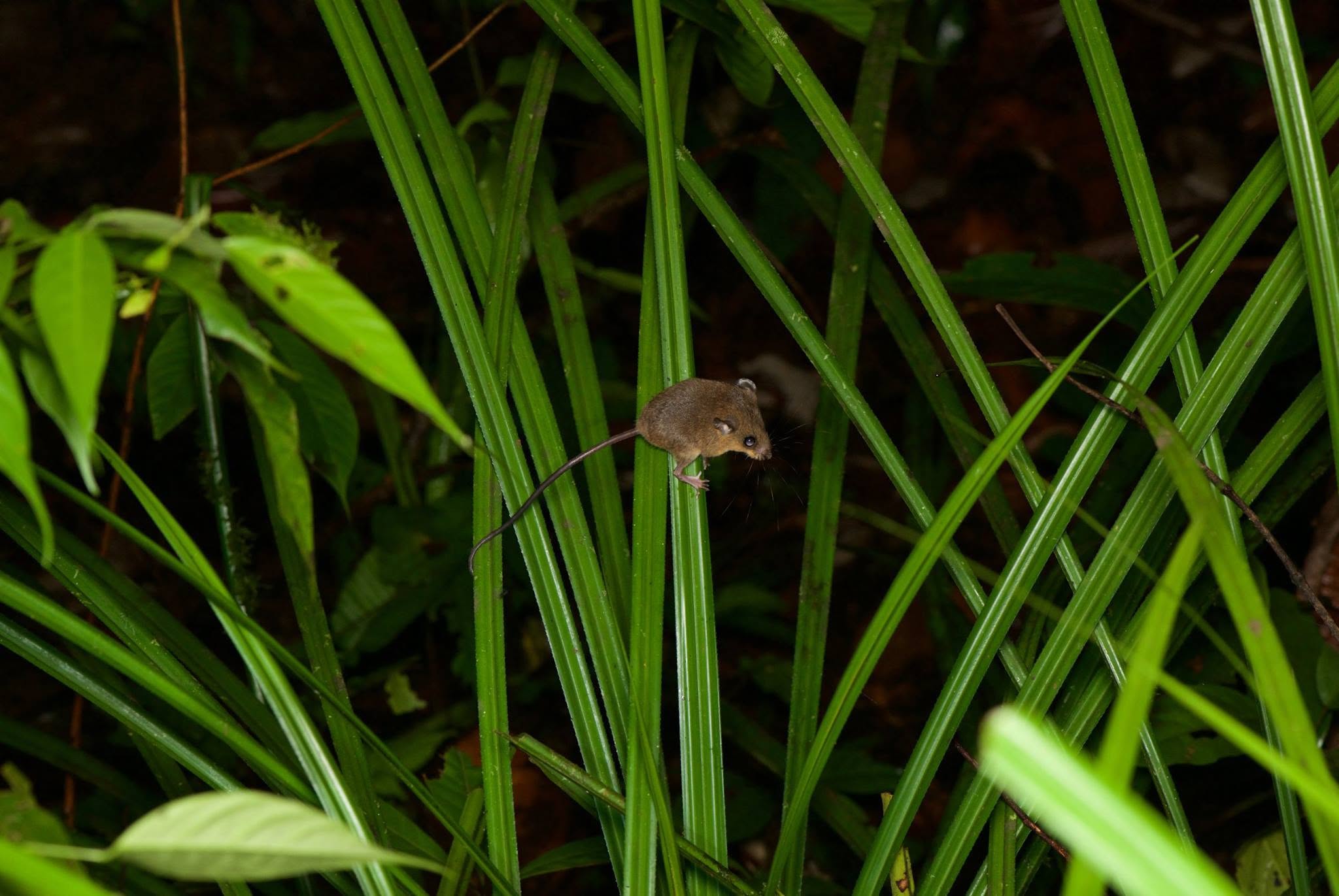 Lesser Ranee Mouse — Borneo wildlife, book, free download, jungle tour, mammal, Borneo mammal tour