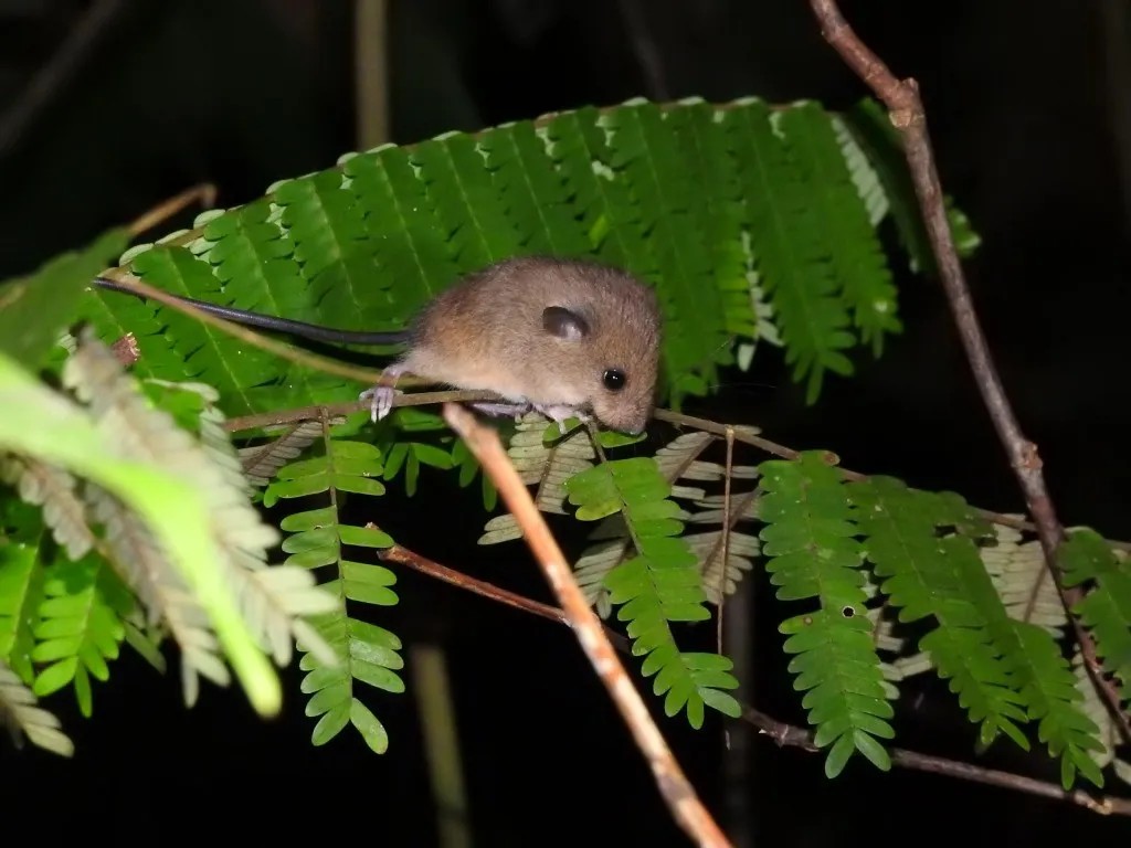 Lesser Ranee Mouse — Borneo wildlife, book, free download, jungle tour, mammal, Borneo mammal tour