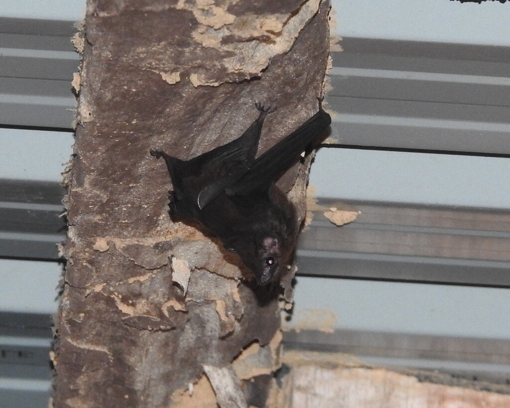 Lesser Sheath-tailed Bat — Borneo wildlife, book, free download, jungle tour, mammal, Borneo mammal tour