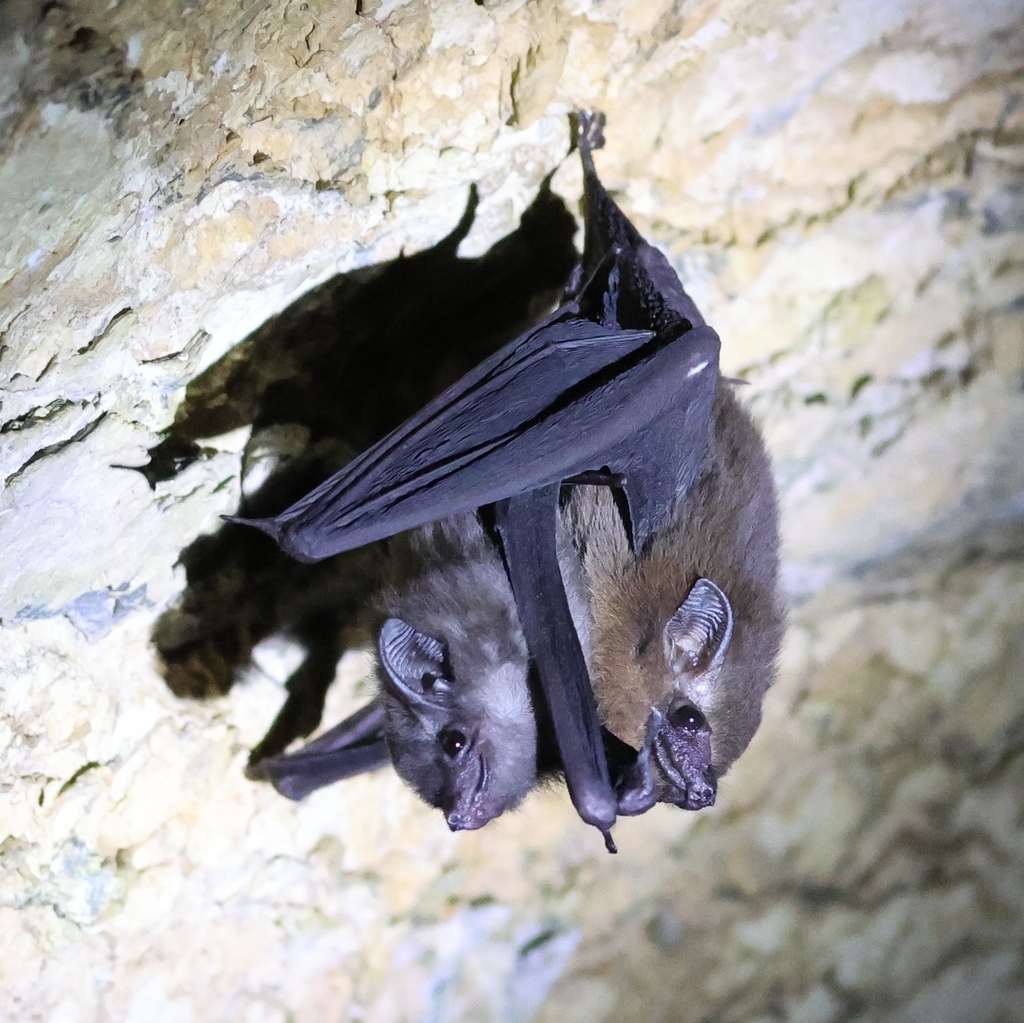 Lesser Sheath-tailed Bat — Borneo wildlife, book, free download, jungle tour, mammal, Borneo mammal tour