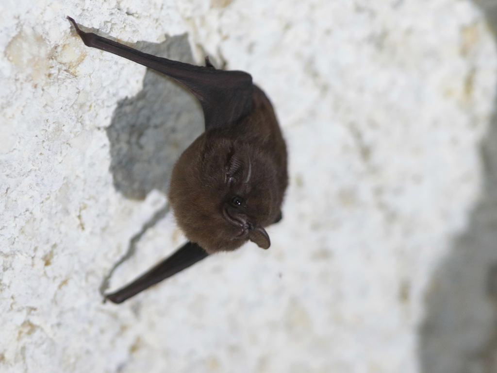 Lesser Sheath-tailed Bat — Borneo wildlife, book, free download, jungle tour, mammal, Borneo mammal tour