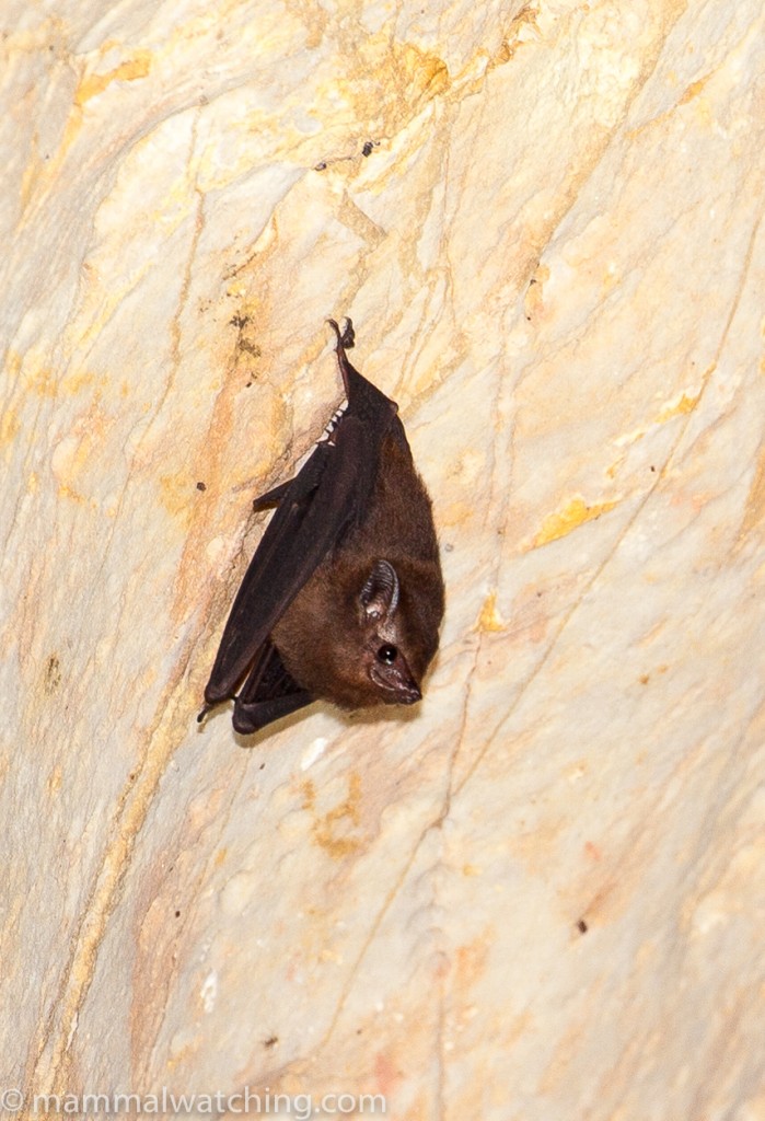 Lesser Sheath-tailed Bat — Borneo wildlife, book, free download, jungle tour, mammal, Borneo mammal tour