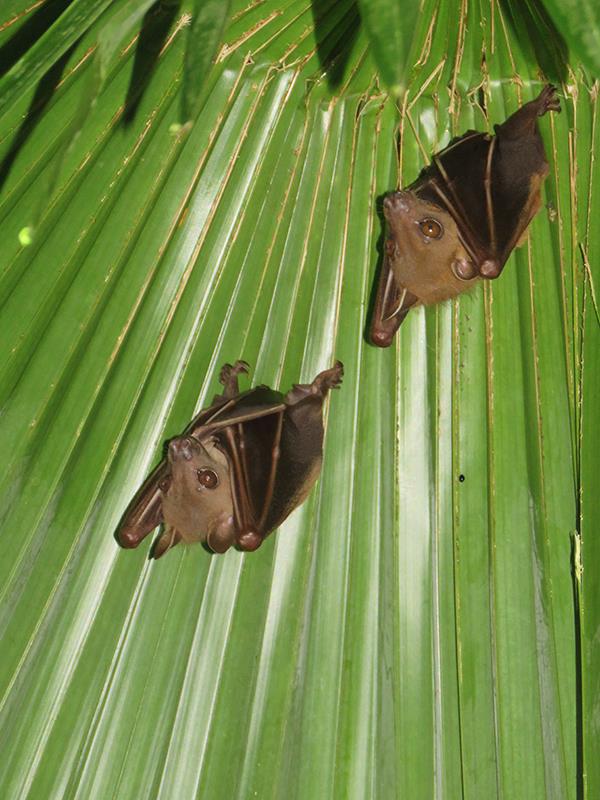 Lesser Short-nosed Fruit Bat — Borneo wildlife, book, free download, jungle tour, mammal, Borneo mammal tour