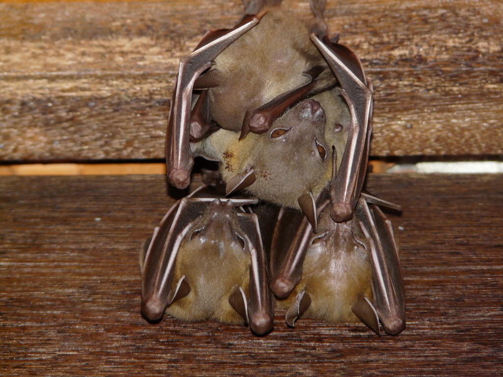 Lesser Short-nosed Fruit Bat — Borneo wildlife, book, free download, jungle tour, mammal, Borneo mammal tour