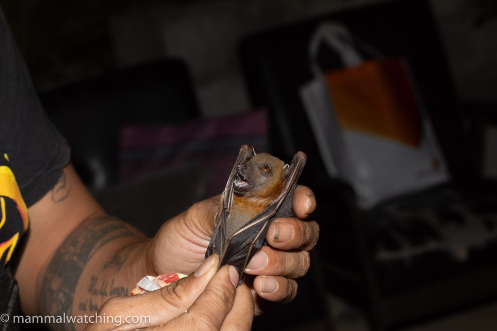 Lesser Short-nosed Fruit Bat — Borneo wildlife, book, free download, jungle tour, mammal, Borneo mammal tour