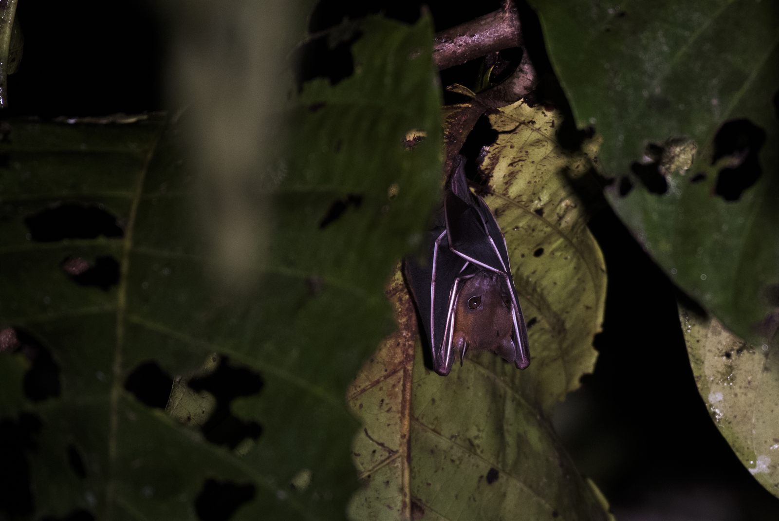 Lesser Short-nosed Fruit Bat — Borneo wildlife, book, free download, jungle tour, mammal, Borneo mammal tour