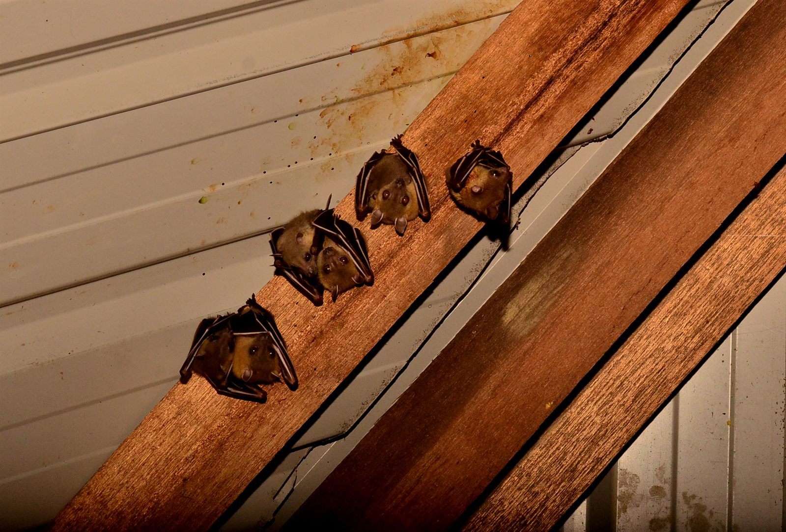 Lesser Short-nosed Fruit Bat — Borneo wildlife, book, free download, jungle tour, mammal, Borneo mammal tour