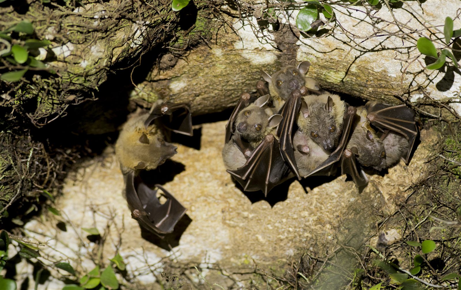 Lesser Short-nosed Fruit Bat — Borneo wildlife, book, free download, jungle tour, mammal, Borneo mammal tour