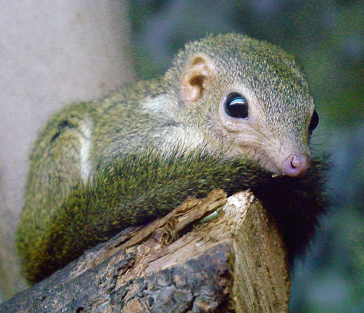 Lesser Treeshrew — Borneo wildlife, book, free download, jungle tour, mammal, Borneo mammal tour