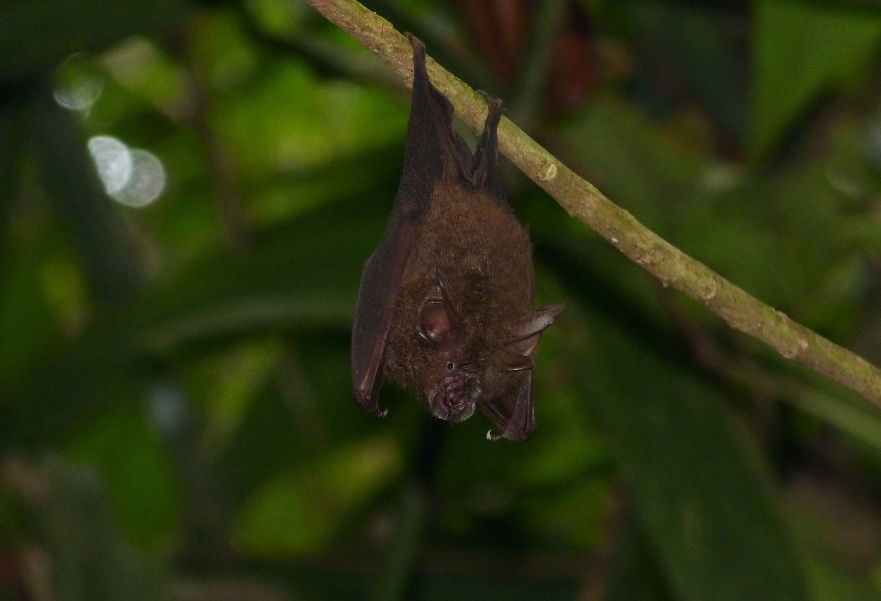 Lesser Woolly Horseshoe Bat — Borneo wildlife, book, free download, jungle tour, mammal, Borneo mammal tour