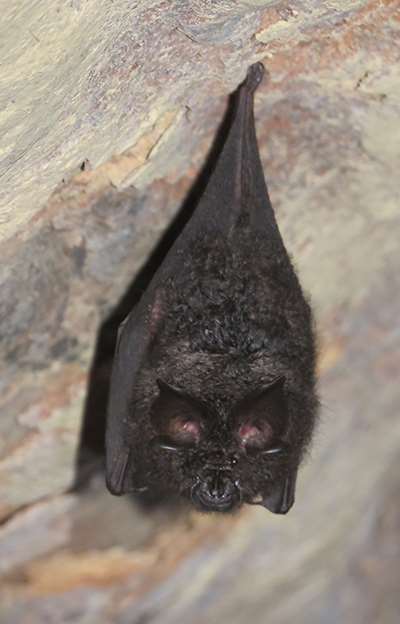 Lesser Woolly Horseshoe Bat — Borneo wildlife, book, free download, jungle tour, mammal, Borneo mammal tour
