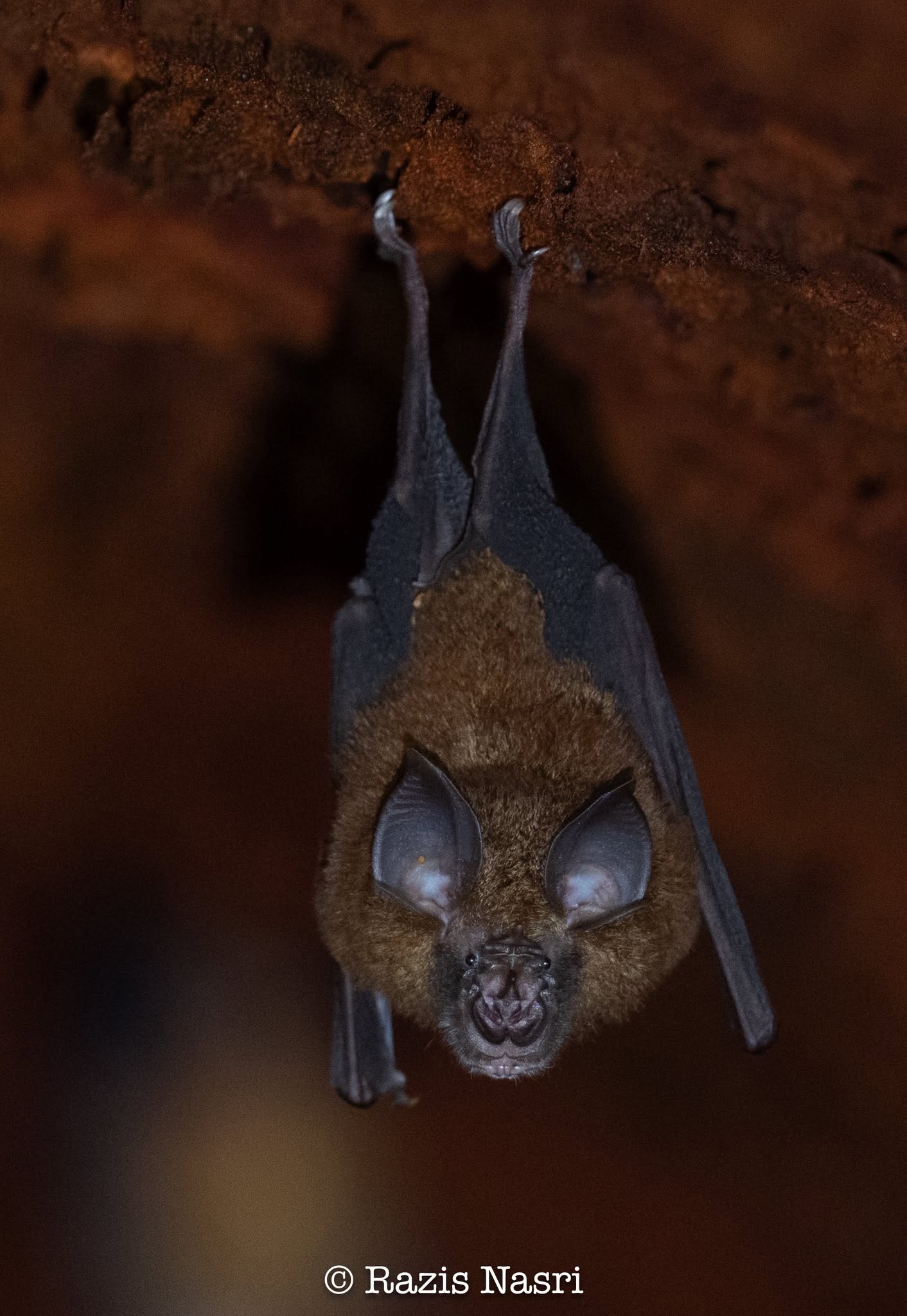 Lesser Woolly Horseshoe Bat — Borneo wildlife, book, free download, jungle tour, mammal, Borneo mammal tour