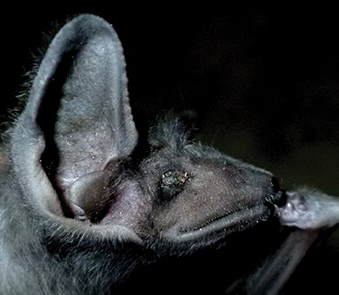 Long-armed Tomb Bat — Borneo wildlife, book, free download, jungle tour, mammal, Borneo mammal tour