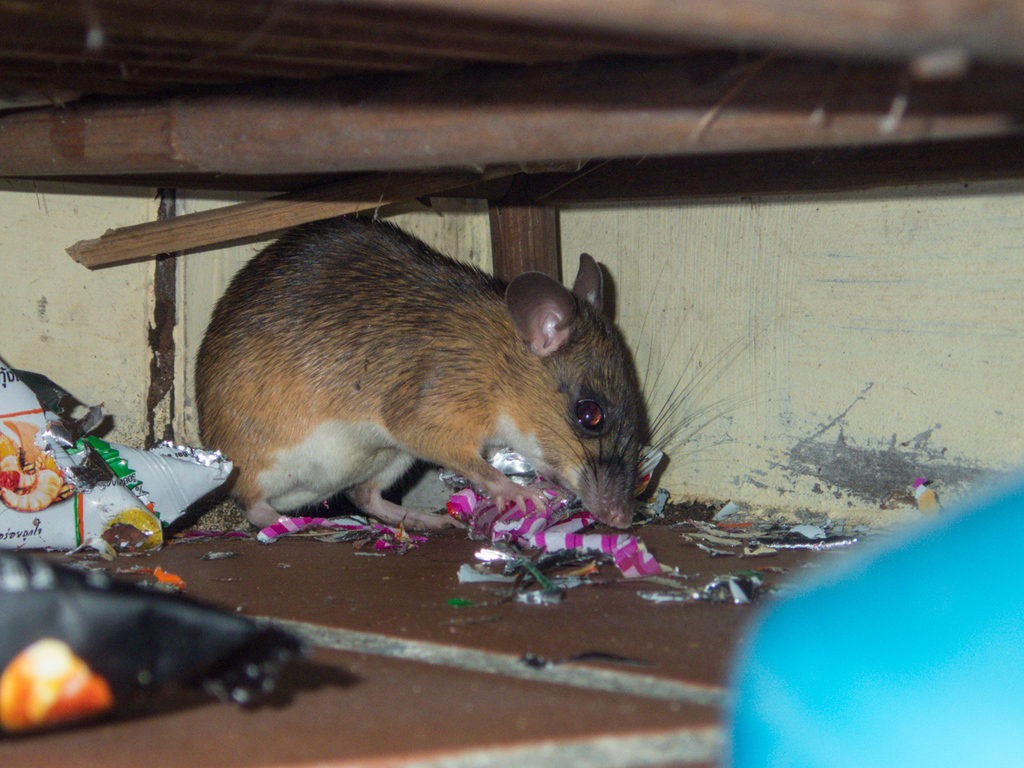 Long-tailed Giant Rat — Borneo wildlife, book, free download, jungle tour, mammal, Borneo mammal tour