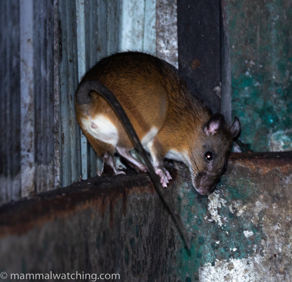 Long-tailed Giant Rat — Borneo wildlife, book, free download, jungle tour, mammal, Borneo mammal tour