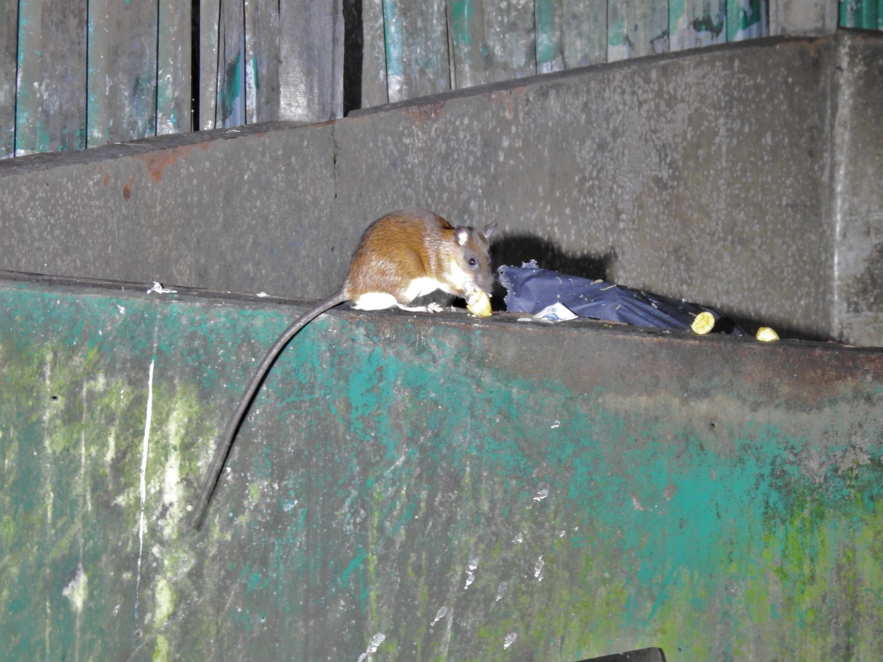Long-tailed Giant Rat — Borneo wildlife, book, free download, jungle tour, mammal, Borneo mammal tour