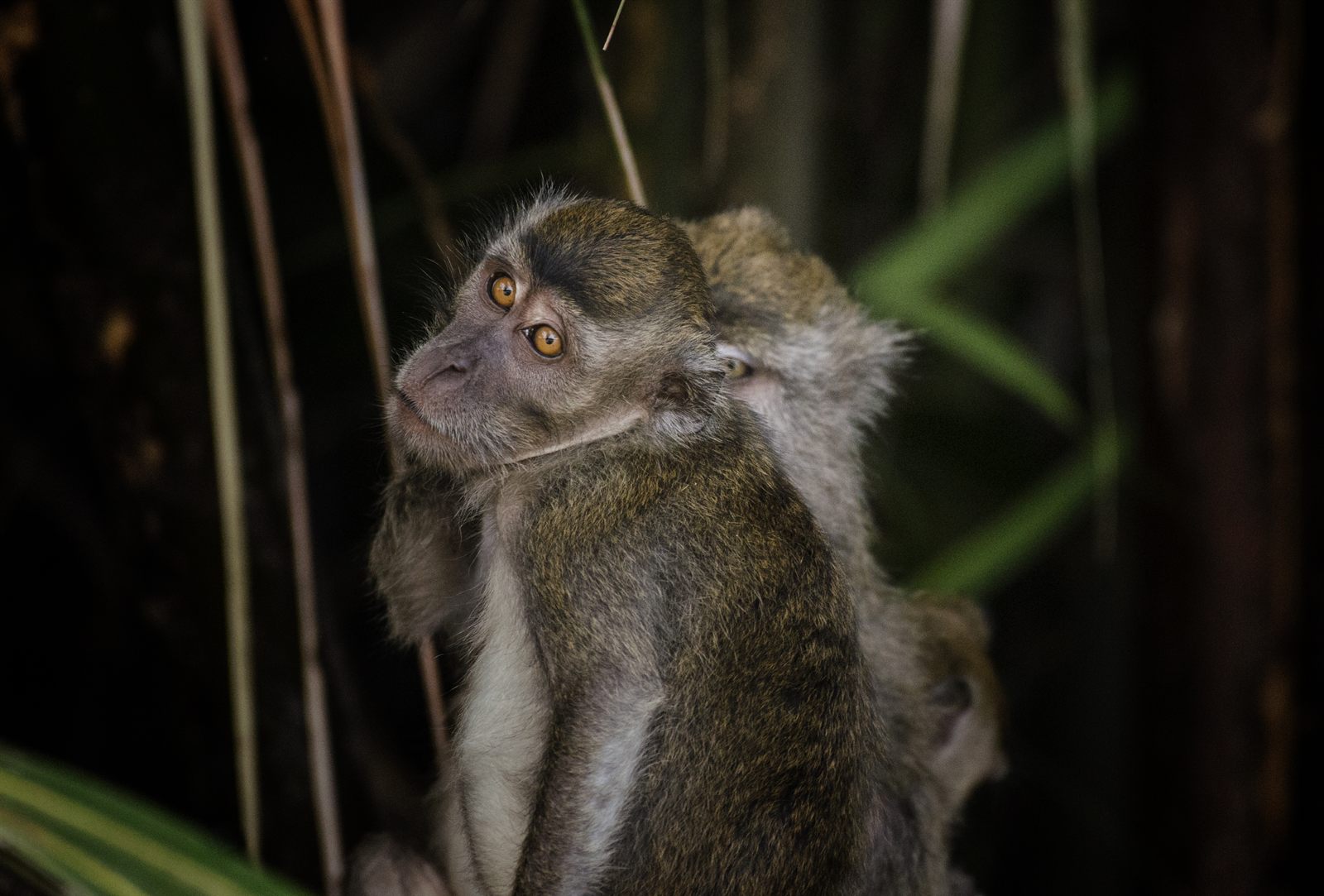 Long-tailed Macaque — Borneo wildlife, book, free download, jungle tour, mammal, Borneo mammal tour