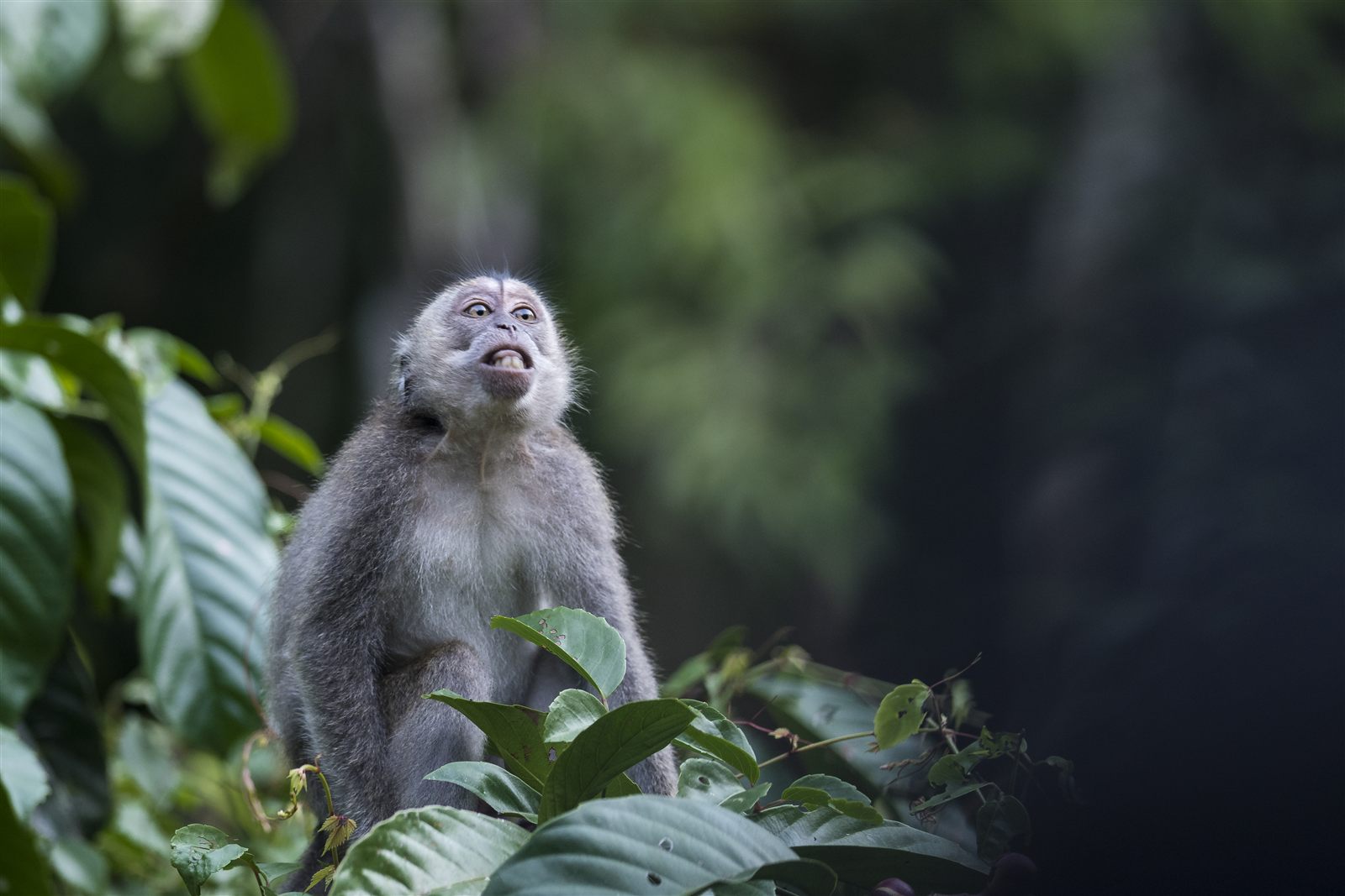 Long-tailed Macaque — Borneo wildlife, book, free download, jungle tour, mammal, Borneo mammal tour