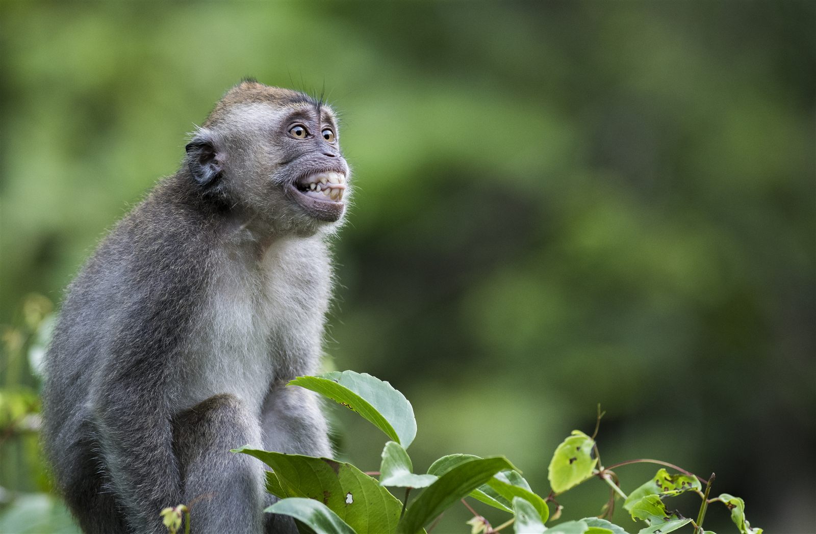 Long-tailed Macaque — Borneo wildlife, book, free download, jungle tour, mammal, Borneo mammal tour