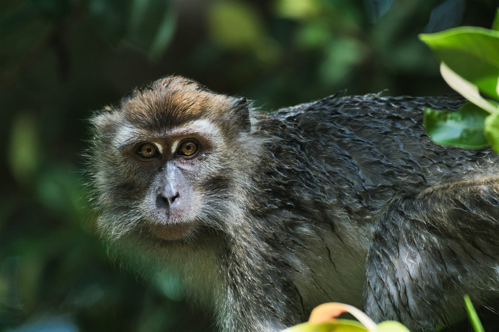 Long-tailed Macaque — Borneo wildlife, book, free download, jungle tour, mammal, Borneo mammal tour