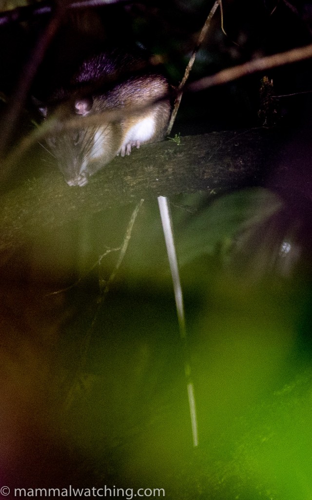 Long-tailed Mountain Rat — Borneo wildlife, book, free download, jungle tour, mammal, Borneo mammal tour