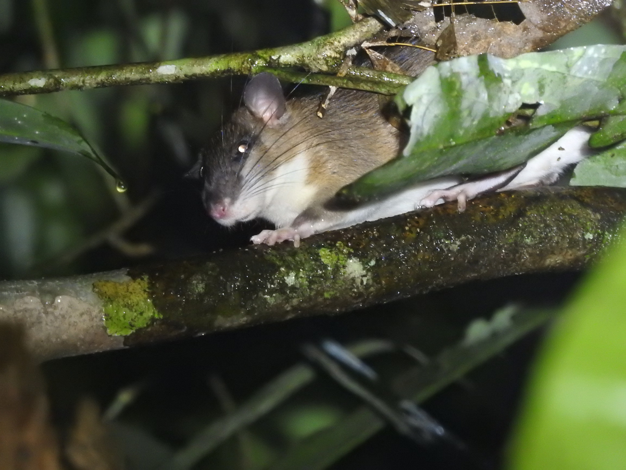 Long-tailed Mountain Rat — Borneo wildlife, book, free download, jungle tour, mammal, Borneo mammal tour