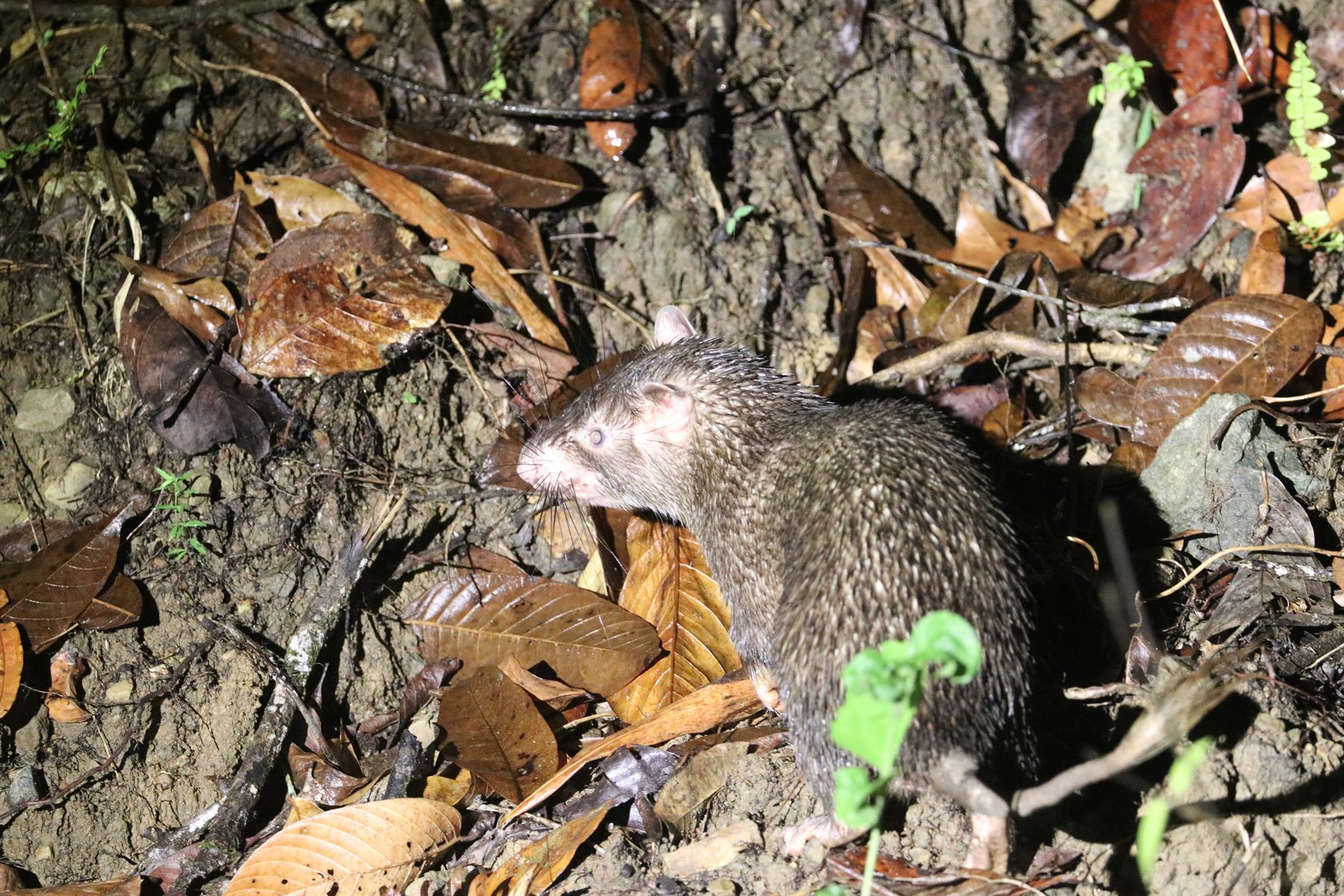 Long-tailed Porcupine — Borneo wildlife, book, free download, jungle tour, mammal, Borneo mammal tour
