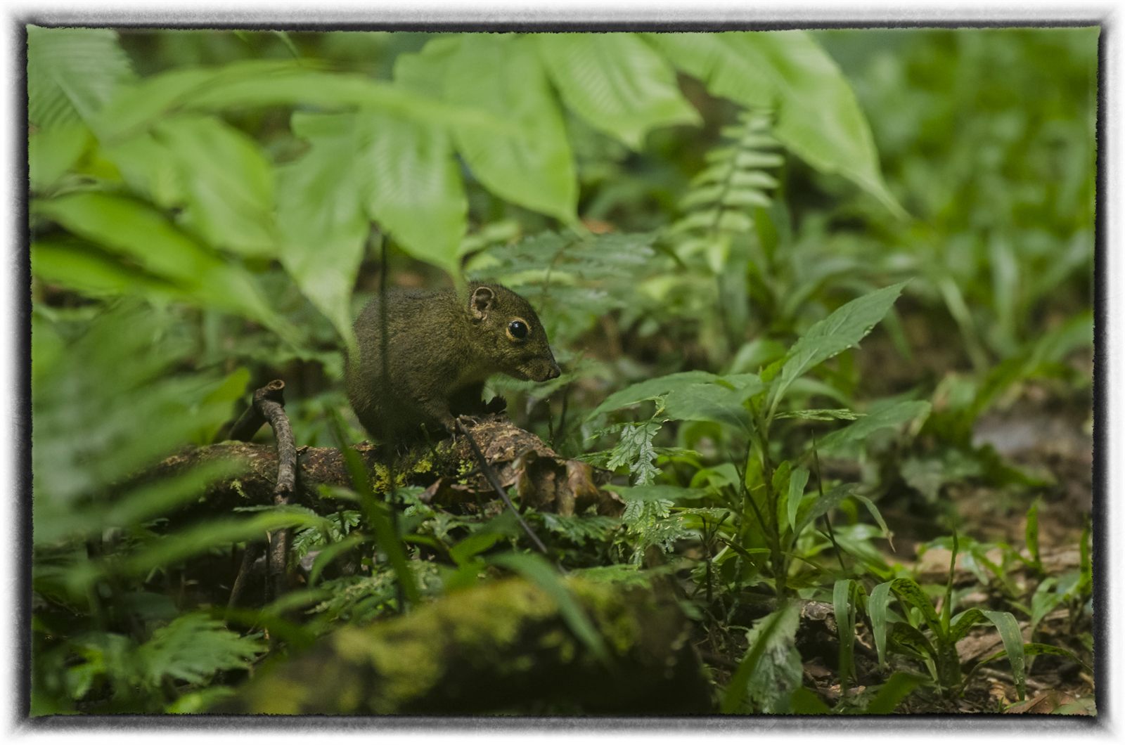 Low's Squirrel — Borneo wildlife, book, free download, jungle tour, mammal, Borneo mammal tour