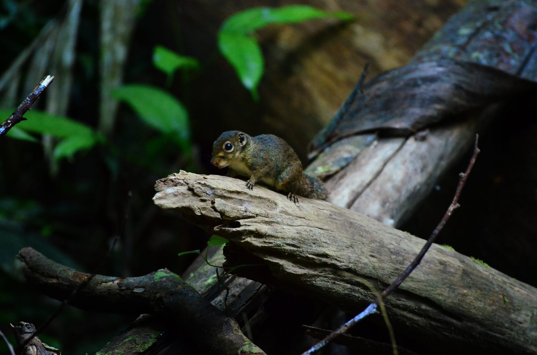 Low's Squirrel — Borneo wildlife, book, free download, jungle tour, mammal, Borneo mammal tour