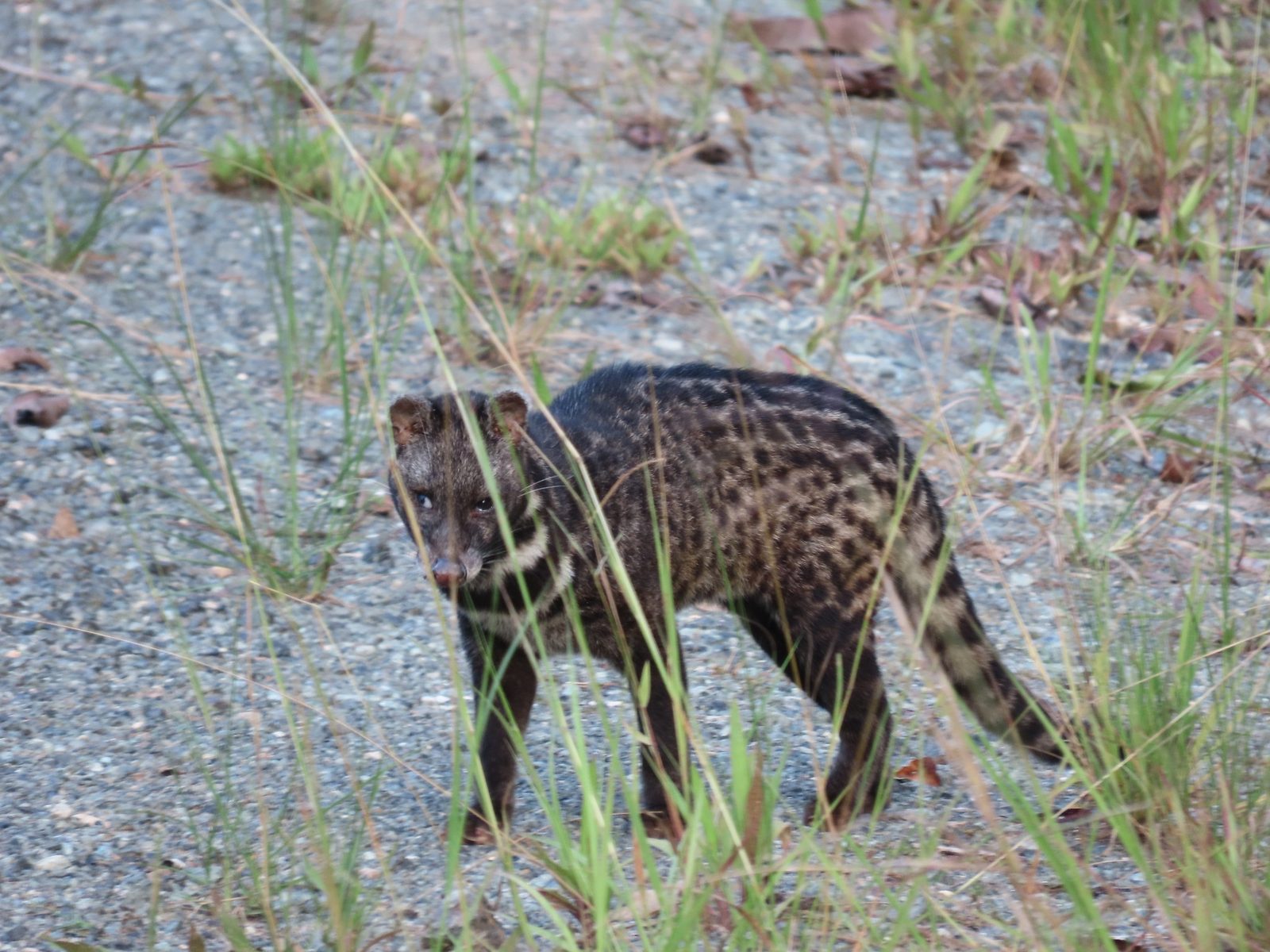 Malay Civet — Borneo wildlife, book, free download, jungle tour, mammal, Borneo mammal tour