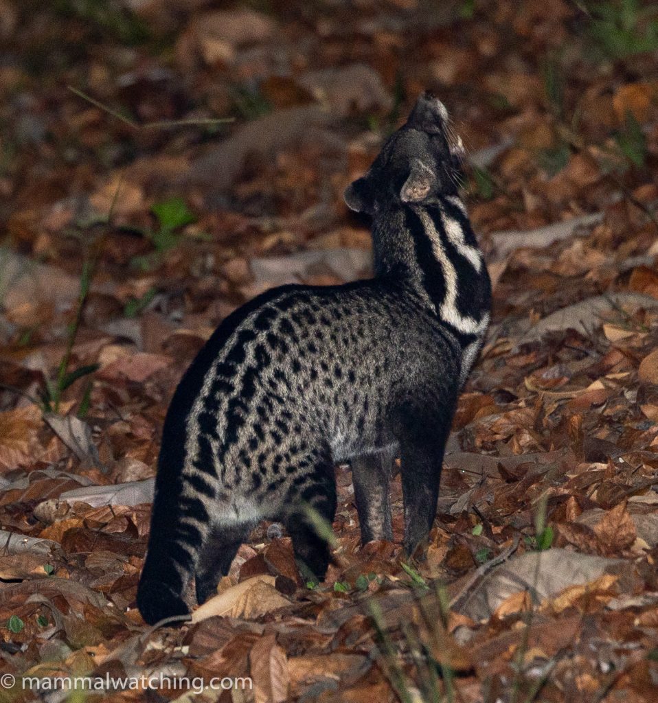 Malay Civet — Borneo wildlife, book, free download, jungle tour, mammal, Borneo mammal tour