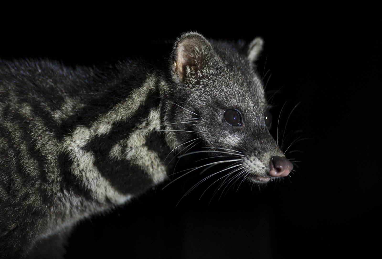 Malay Civet — Borneo wildlife, book, free download, jungle tour, mammal, Borneo mammal tour