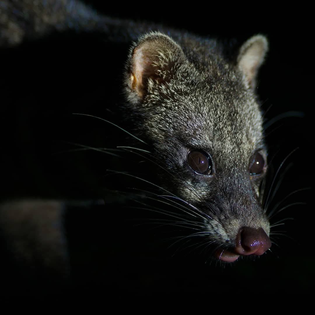 Malay Civet — Borneo wildlife, book, free download, jungle tour, mammal, Borneo mammal tour