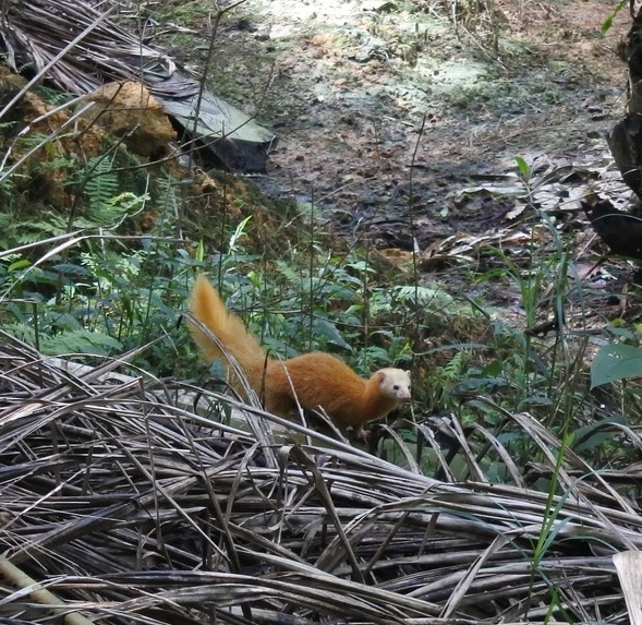 Malay Weasel — Borneo wildlife, book, free download, jungle tour, mammal, Borneo mammal tour