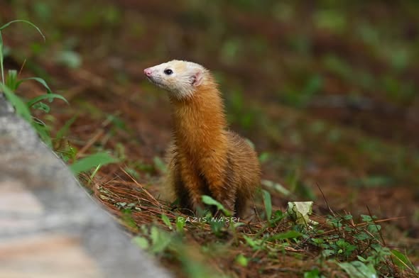 Malay Weasel — Borneo wildlife, book, free download, jungle tour, mammal, Borneo mammal tour