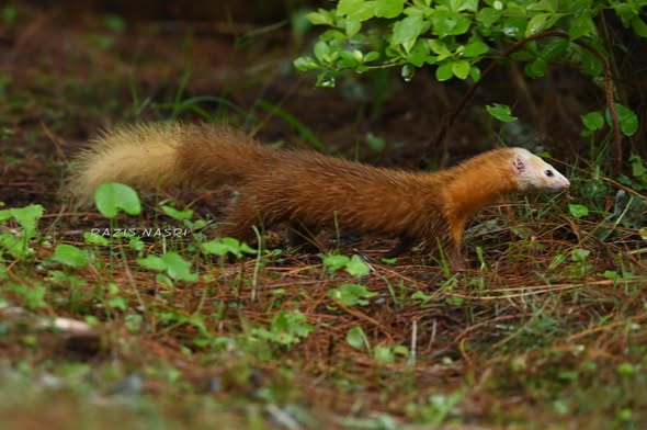 Malay Weasel — Borneo wildlife, book, free download, jungle tour, mammal, Borneo mammal tour
