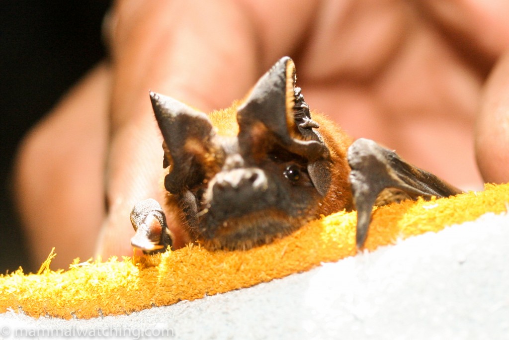 Malayan Free-tailed Bat — Borneo wildlife, book, free download, jungle tour, mammal, Borneo mammal tour