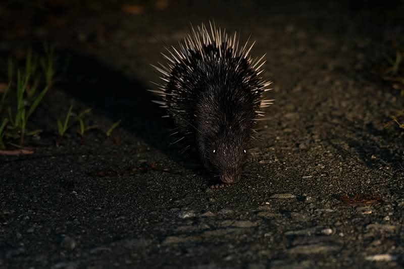 Malayan Porcupine — Borneo wildlife, book, free download, jungle tour, mammal, Borneo mammal tour