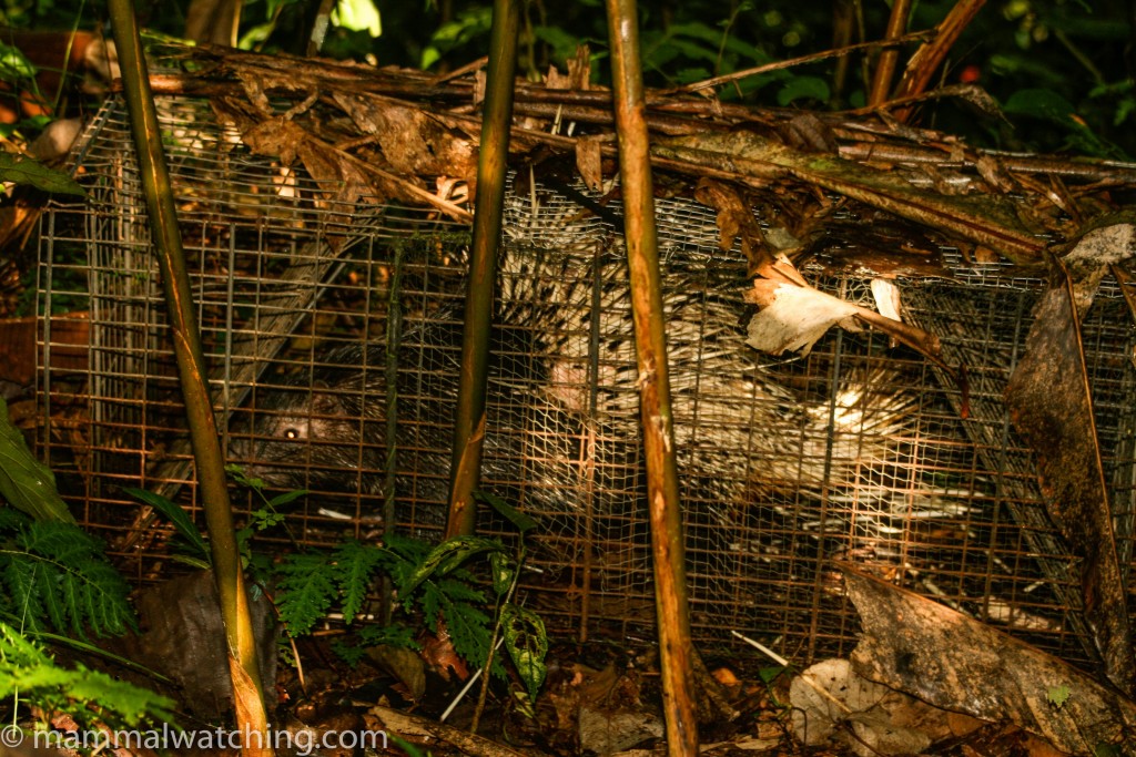 Malayan Porcupine — Borneo wildlife, book, free download, jungle tour, mammal, Borneo mammal tour